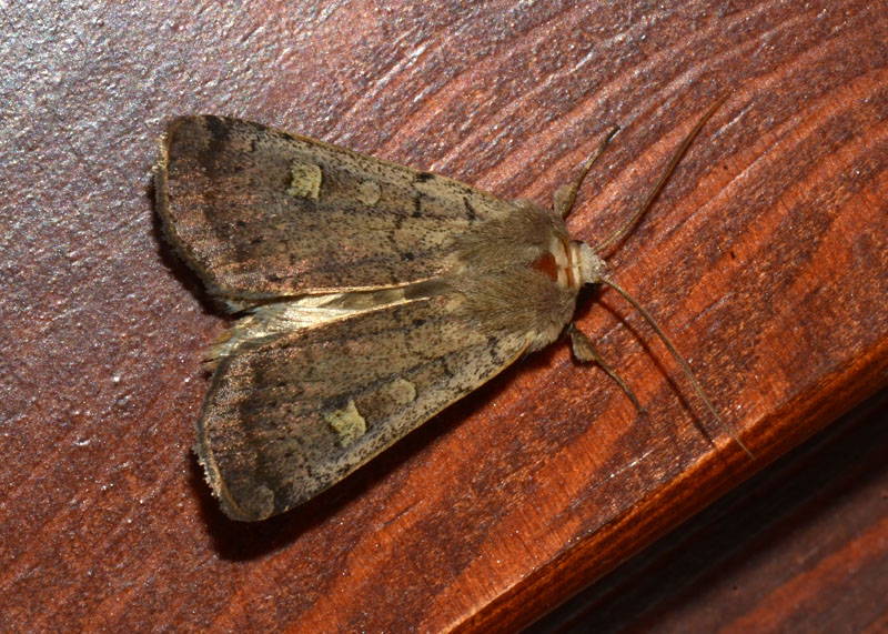 Noctuidae Xestia xanthographa ?